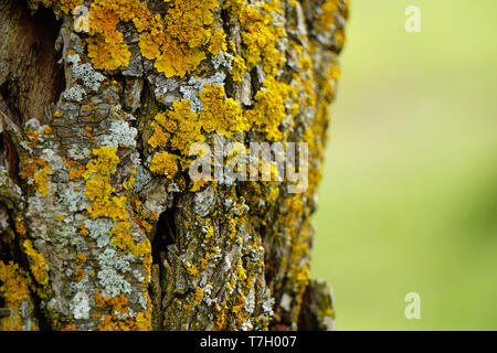 Yellow organic patterns on the tree trunk Stock Photo