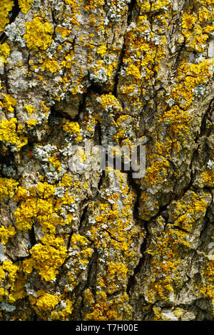 Yellow organic patterns on the tree trunk Stock Photo