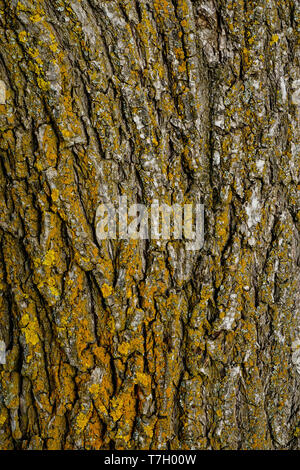Yellow organic patterns on the tree trunk Stock Photo