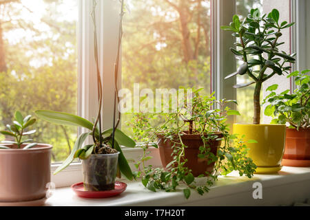 potted indoor plants on sunny home windowsill Stock Photo