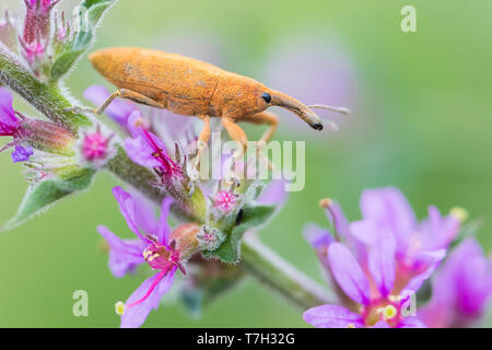 Lixus pulverulentus, close-up of adult on a plant Stock Photo