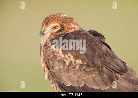 Montagu's Harrier (Circus pygargus), adult female close-up Stock Photo