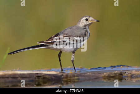 White Wagtail, Juvenile standing, Campania, Italy (Motacilla alba) Stock Photo