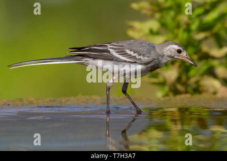 White Wagtail, Juvenile standing in the water, Campania, Italy (Motacilla alba) Stock Photo