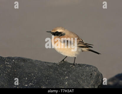 Desert Wheatear (Oenanthe deserti), first-winter male standing, seen from the side. Stock Photo