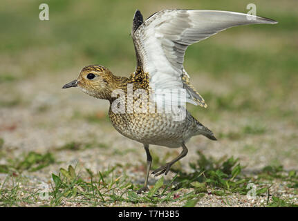 European Golden Plover (Pluvialis apricaria), first-winter standing, seen from the side. Stock Photo