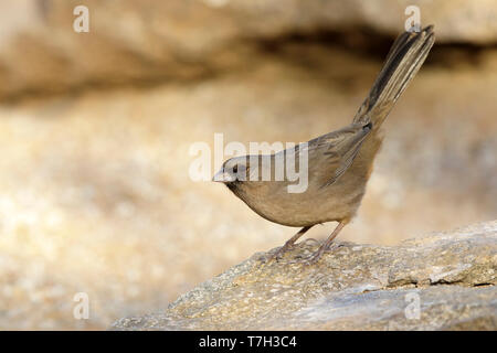 Adult Abert's Towhee (Melozone aberti) perched on a rock in Maricopa Co., Arizona, United States. Stock Photo