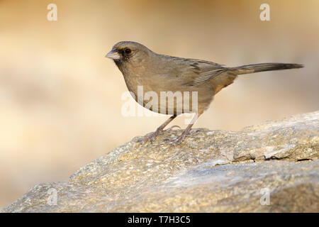 Adult Abert's Towhee (Melozone aberti) perched on a rock in Maricopa Co., Arizona, United States. Stock Photo