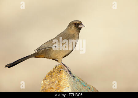 Adult Abert's Towhee (Melozone aberti) perched on a rock in Maricopa Co., Arizona, United States. Stock Photo