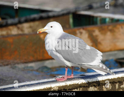 Adult Glaucous-winged Gull (Larus glaucescens) in summer plumage during late winter in the harbour of Rauso, Hokkaido, Japan Stock Photo