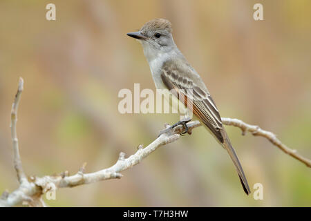 Adult Ash-throated Flycatcher (Myiarchus cinerascens) perched on a twig in Baja California Sur in Mexico. Stock Photo