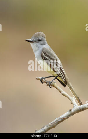 Adult Ash-throated Flycatcher (Myiarchus cinerascens) perched on a twig in Baja California Sur in Mexico. Stock Photo