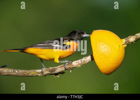 Adult male Baltimore Oriole (Icterus galbula) perched on a small branch in Galveston County, Texas, USA, during spring migration. Eating from an orang Stock Photo