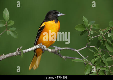 Adult male Baltimore Oriole (Icterus galbula) perched on a small branch in Galveston County, Texas, USA, during spring migration. Stock Photo