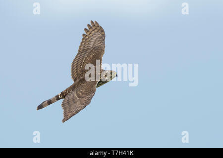 Juvenile Cooper's Hawk (Accipiter cooperii) in flight over Chambers County, Texas, USA. Seen from the side, flying against a blue sky as a background. Stock Photo