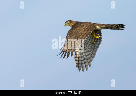 Immature Cooper's Hawk (Accipiter cooperii) in flight over Chambers County, Texas, USA. Seen from the side, flying against a blue sky as a background. Stock Photo