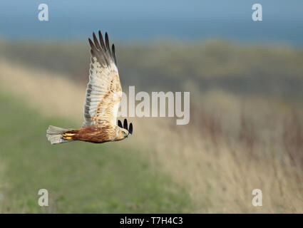 Western Marsh Harrier (Circus aeruginosus) adult male in flight, seen from the side, showing under wing. Stock Photo