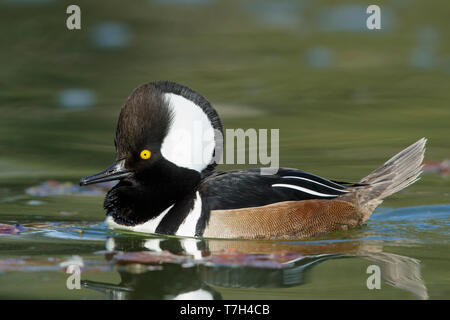 Adult male Hooded Merganser (Lophodytes cucullatus) swimming in a green colored lake in Los Angeles County, California, USA, during winter. Stock Photo