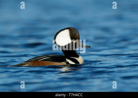 Adult male Hooded Merganser (Lophodytes cucullatus) swimming in a blue colored lake in Monmouth County, New Jersey, USA, during eary spring. Stock Photo