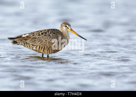 Adult female Hudsonian Godwit (Limosa haemastica) in summer plumage standing in arctic tundra lake near Churchill, Manitoba in Canada. Stock Photo