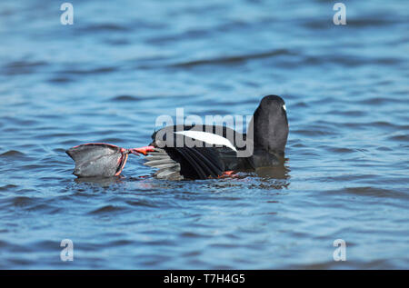 Velvet Scoter (Melanitta fusca), adult male swimming, seen from the side. Stock Photo