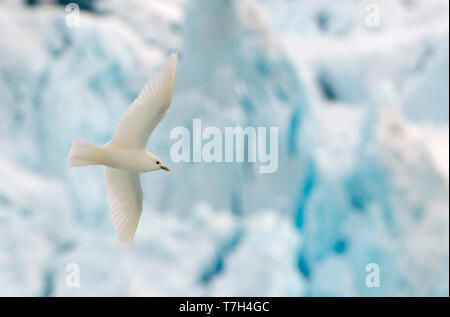 Adult Ivory Gull (Pagophila eburnea) in flight in front of blue colored glacier in Spitsbergen, arctic Norway. Stock Photo