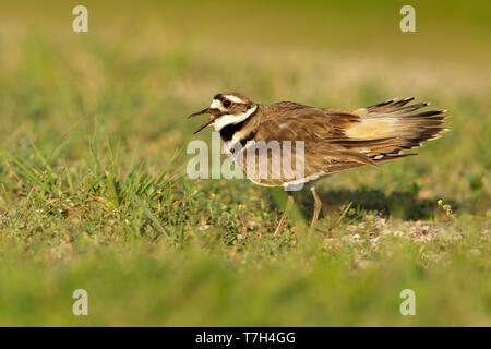Adult Killdeer (Charadrius vociferus) standing in a green meadow during spring in Galveston County, Texas, USA. Stock Photo