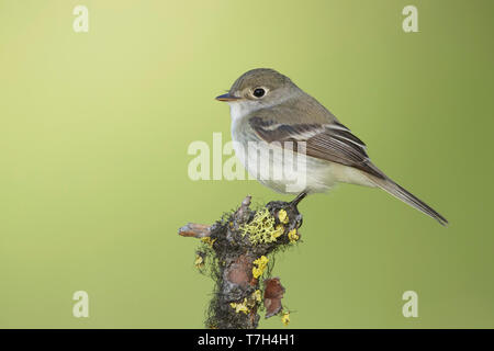 Adult Least Flycatcher (Empidonax minimus) perched on a branch in a forest near Kamloops, British Columbia in Canada. Stock Photo
