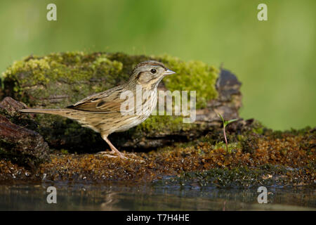 Adult Lincoln's Sparrow (Melospiza lincolnii) in Galveston County, Texas, USA. Stock Photo
