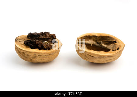 Close-up of a open walnut with rotten nut kernel. View of two walnuts isolated on white background. Rotten Nuts. Old Nuts. Stock Photo