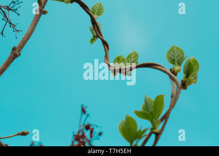 Loach, ivy, a plant that crawls intertwining with each other up. Blue background, isolated. Stock Photo