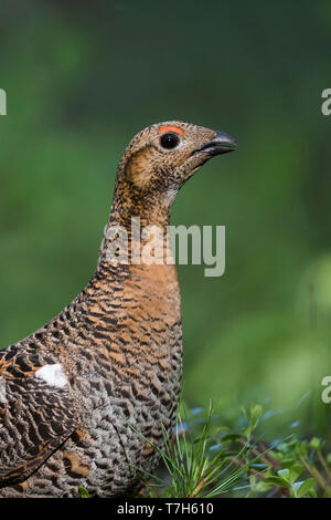 Adult female Black Grouse (Lyrurus tetrix subspecies tetrix) in taiga forest in the Ural mountains in northern Russia. Stock Photo