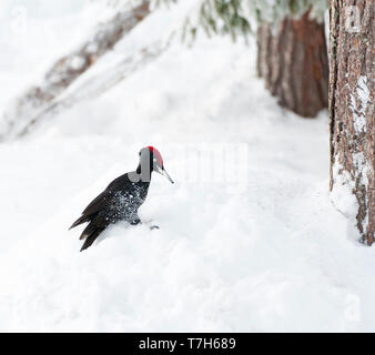 Black Woodpecker (Dryocopus martius) in Finnish taiga forest near Kuusamo during a cold winter. Landing in the snow near some pine trees. Stock Photo