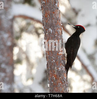 Black Woodpecker (Dryocopus martius) in Finnish taiga forest near Kuusamo during a harsh winter. Clinging vertically against a pine tree trunk in a da Stock Photo