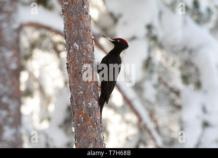 Black Woodpecker (Dryocopus martius) in Finnish taiga forest near Kuusamo during a cold winter. Perched vertically against a pine tree trunk. Stock Photo