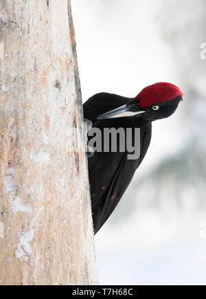 Black Woodpecker (Dryocopus martius) in Finnish taiga forest near Kuusamo during a cold winter. Clinging to a pine tree, looking for something to eat. Stock Photo