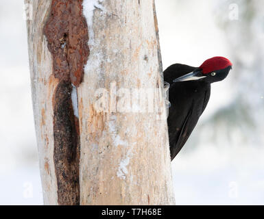 Black Woodpecker (Dryocopus martius) in Finnish taiga forest near Kuusamo during a cold winter. Clinging to a pine tree, looking for something to eat. Stock Photo