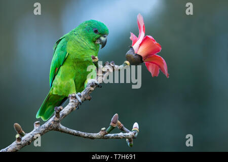 Black-billed Amazon (Amazona agilis), a parrot endemic to Jamaica. It is the smallest Amazona species Stock Photo