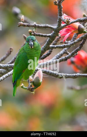 Black-billed Amazon (Amazona agilis), a parrot endemic to Jamaica. It is the smallest Amazona species Stock Photo