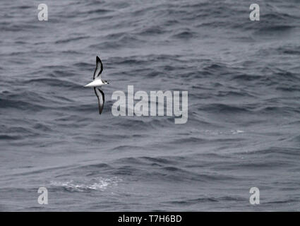 Black-winged Petrel (Pterodroma nigripennis) flying over the pacific ocean. Stock Photo