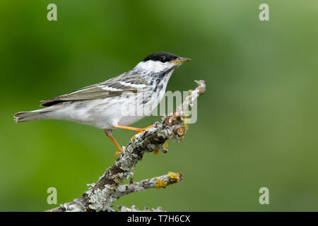 Adult male Blackpoll Warbler (Dendroica striata) during spring migration in Galveston County, Texas, USA. Stock Photo