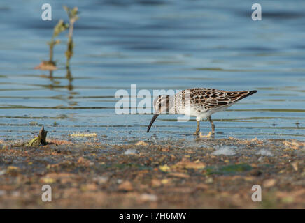 Adult Broad-billed Sandpiper (Limicola falcinellus) during spring migration in Limburg, the Netherlands. Stock Photo