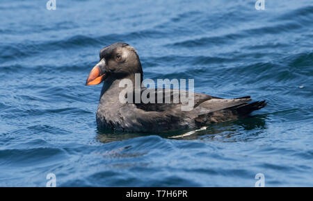 Immature Tufted Puffin (Fratercula cirrhata) swimming in the pacific ocean off the west coast of California in the United States. Stock Photo