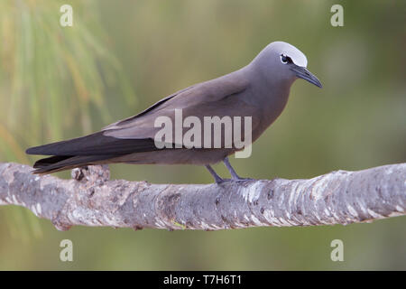 Brown Noddy on Rodrigues Island in the Indian Ocean. Stock Photo