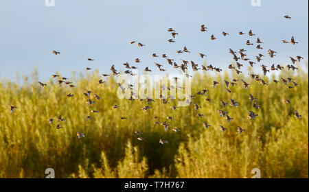 Flock of European Linnets (Carduelis cannabina) in flight during migration in Europe.