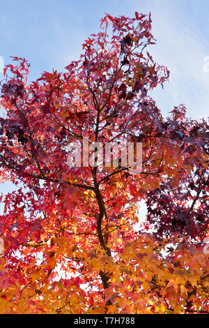 Sweet Gum (Liquidambar styraciflua) against a blue sky in autumn Stock Photo