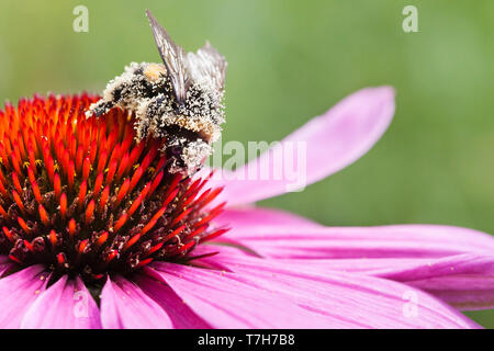 Bumblebee (Bombus) covered in pollen foraging on Purple Coneflower (Echinacea purpurea) Stock Photo