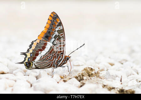 Charaxes jasius - Two-tailed Pasha - Erdbeerbaumfalter, Bosnia-Herzegowina, imago Stock Photo