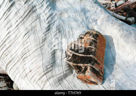 Interesting contrasting pieces of driftwood Stock Photo