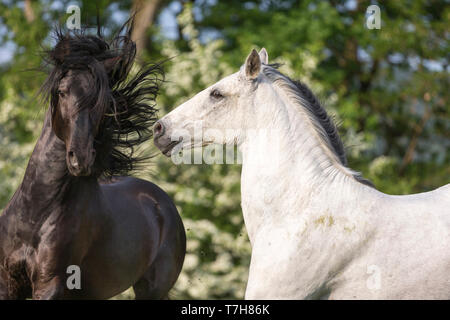 Pure Spanish Horse, Andalusian. Blind gelding and its friend a juvenile black stallion playing on a flowering meadow. Switzerland, Stock Photo